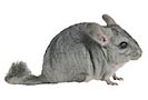  Chinchilla 