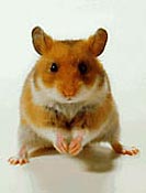 Goldhamster 