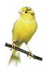  Kanarienvogel 
