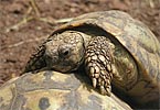  Landschildkröte 