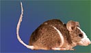  Farbmaus 