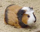  Meerschwein 